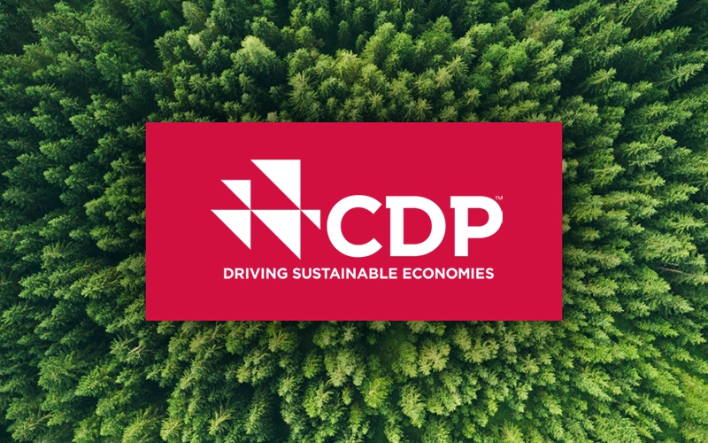 CDP Raporlama